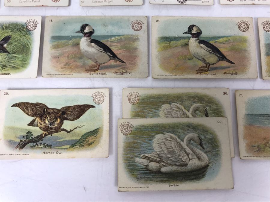Collection Of (56) Early 1900s Arm & Hammer Soda Birds Cards By Church & Co New York - Just Added [Photo 13]