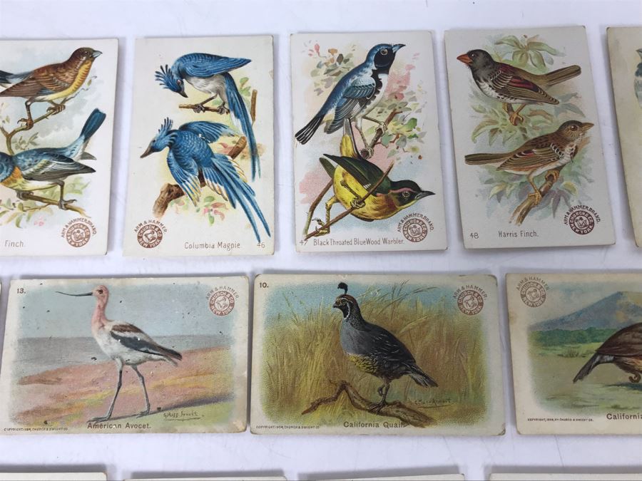 Collection Of (56) Early 1900s Arm & Hammer Soda Birds Cards By Church ...