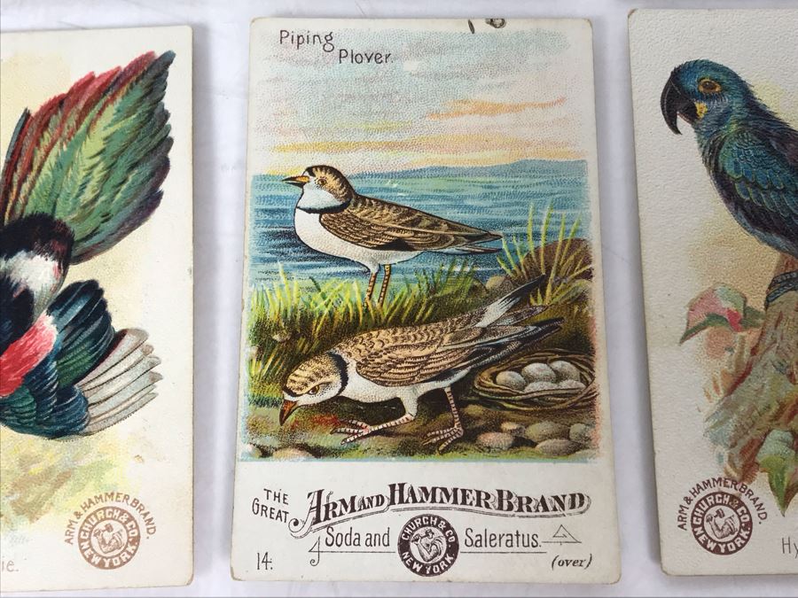 Collection Of (56) Early 1900s Arm & Hammer Soda Birds Cards By Church & Co New York - Just Added [Photo 7]