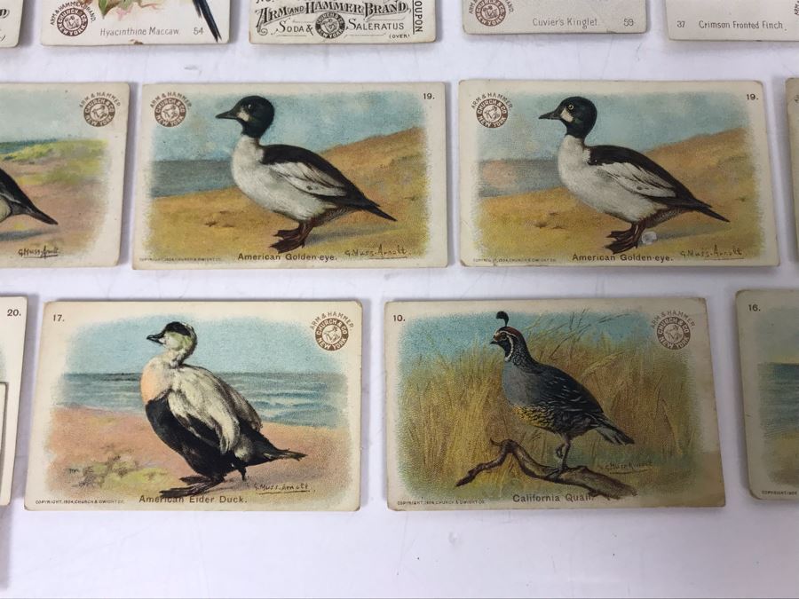 Collection Of (56) Early 1900s Arm & Hammer Soda Birds Cards By Church & Co New York - Just Added [Photo 12]