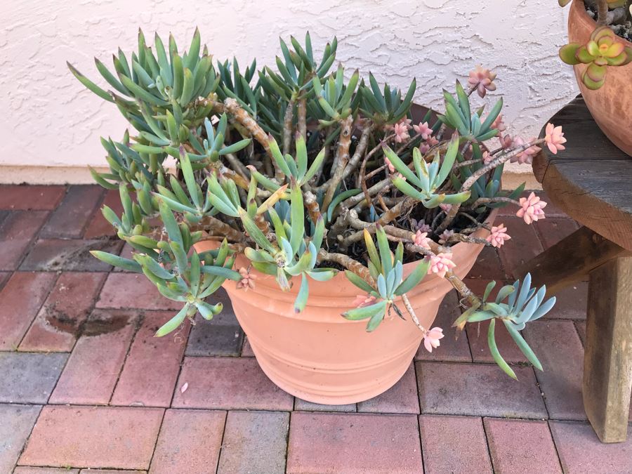 Collection Of Potted Succulent Plants Including Cement Urn Planter And Small Curved Wooden Bench [Photo 7]