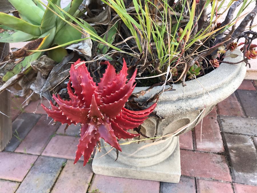 Collection Of Potted Succulent Plants Including Cement Urn Planter And Small Curved Wooden Bench [Photo 4]