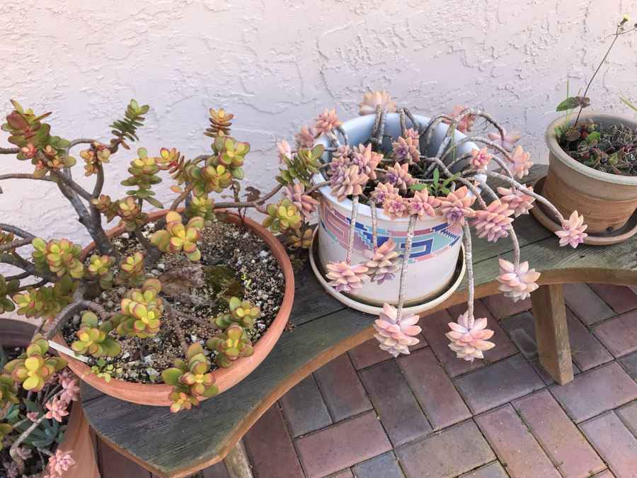 Collection Of Potted Succulent Plants Including Cement Urn Planter And Small Curved Wooden Bench [Photo 6]