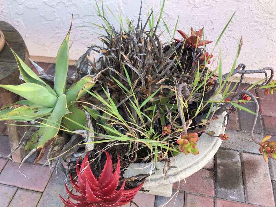 Collection Of Potted Succulent Plants Including Cement Urn Planter And Small Curved Wooden Bench [Photo 3]