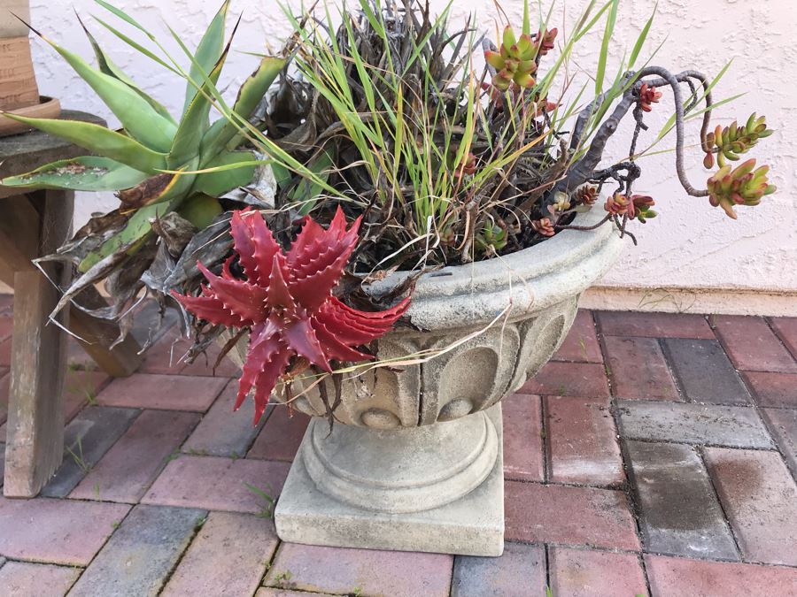 Collection Of Potted Succulent Plants Including Cement Urn Planter And Small Curved Wooden Bench [Photo 2]