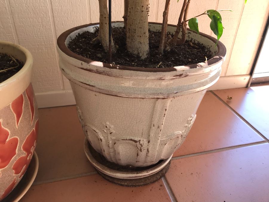 Pair Of Potted Ficus Plants Trees [Photo 2]
