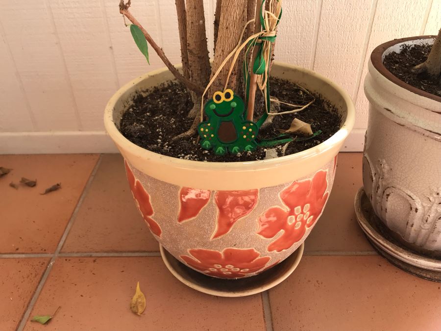 Pair Of Potted Ficus Plants Trees [Photo 4]