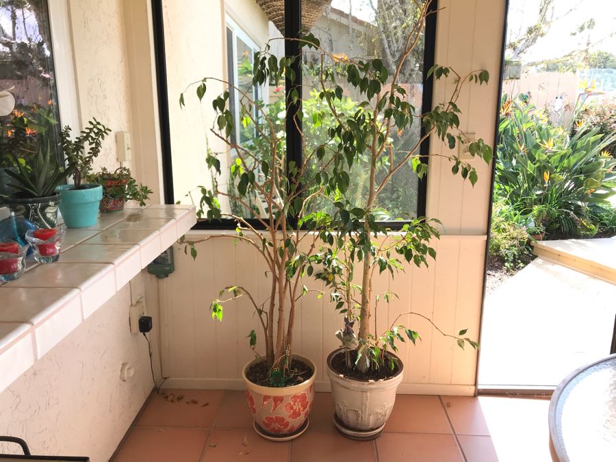 Pair Of Potted Ficus Plants Trees