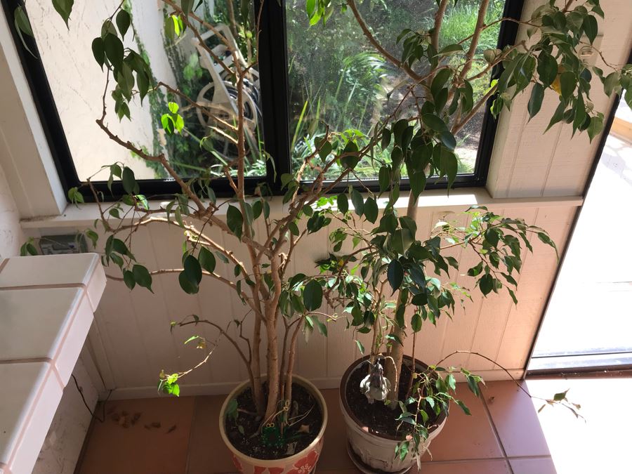 Pair Of Potted Ficus Plants Trees [Photo 6]