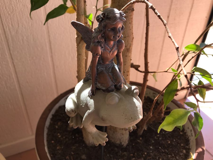 Pair Of Potted Ficus Plants Trees [Photo 5]