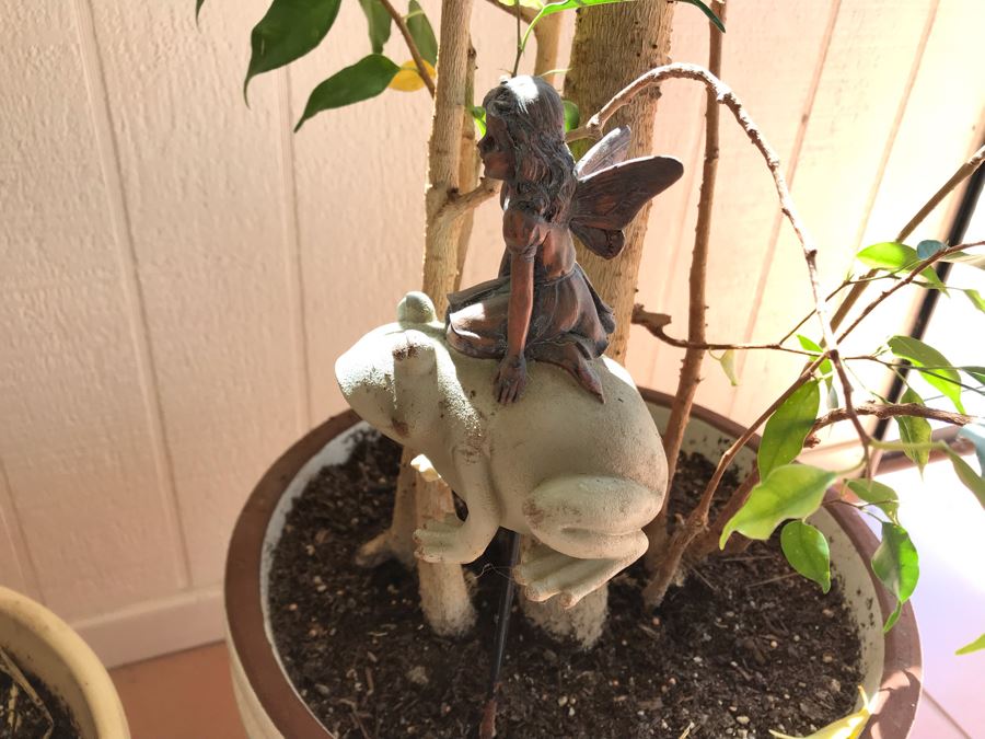 Pair Of Potted Ficus Plants Trees [Photo 3]