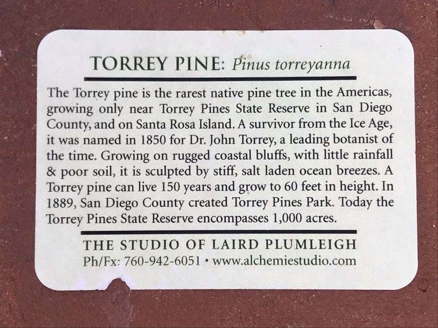 Laird Plumleigh Studio Torrey Pine Landscape Wall Artwork 7.5W X 4.5H [Photo 4]