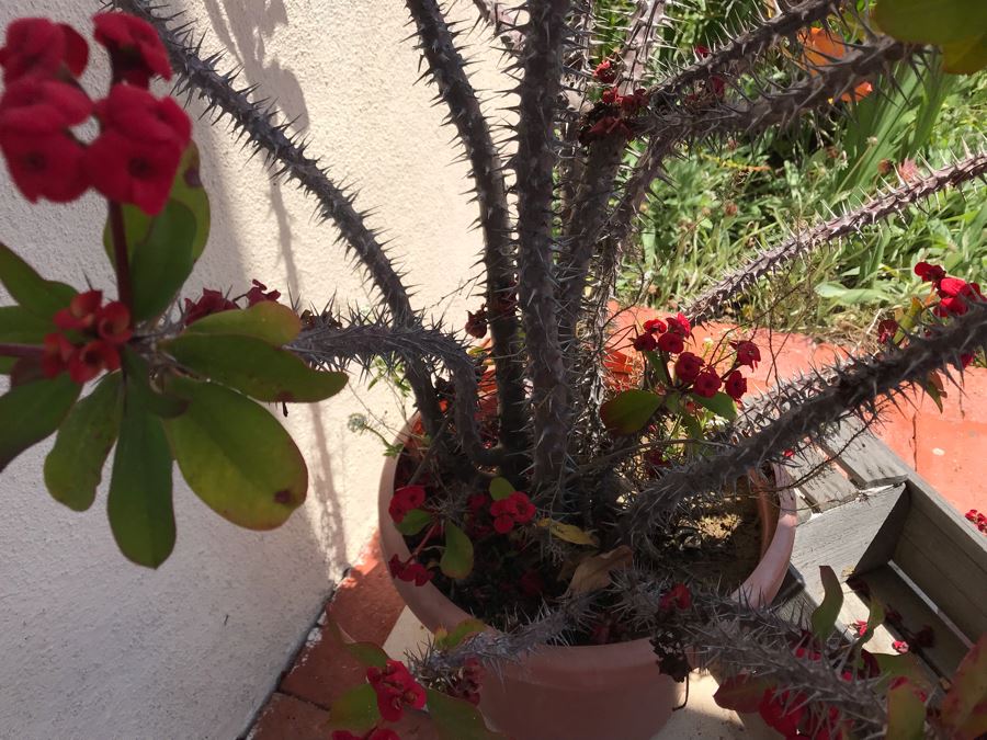 Outdoor Potted Plant 36H And Wooden Duck Planter [Photo 4]