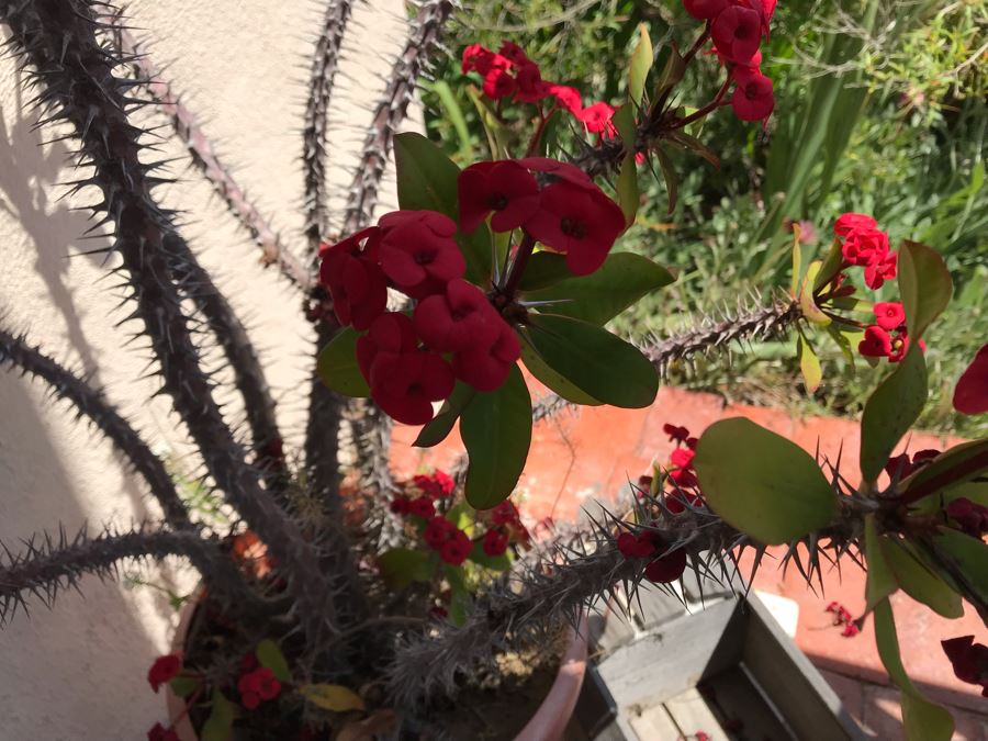 Outdoor Potted Plant 36H And Wooden Duck Planter [Photo 3]