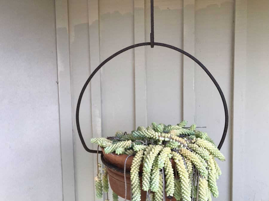 Outdoor Potted Succulent Plant With Rustic Metal Pot Holder Hanger 24W [Photo 6]