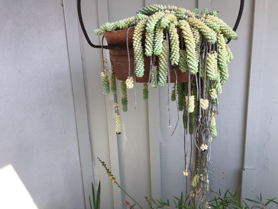 Outdoor Potted Succulent Plant With Rustic Metal Pot Holder Hanger 24W [Photo 5]