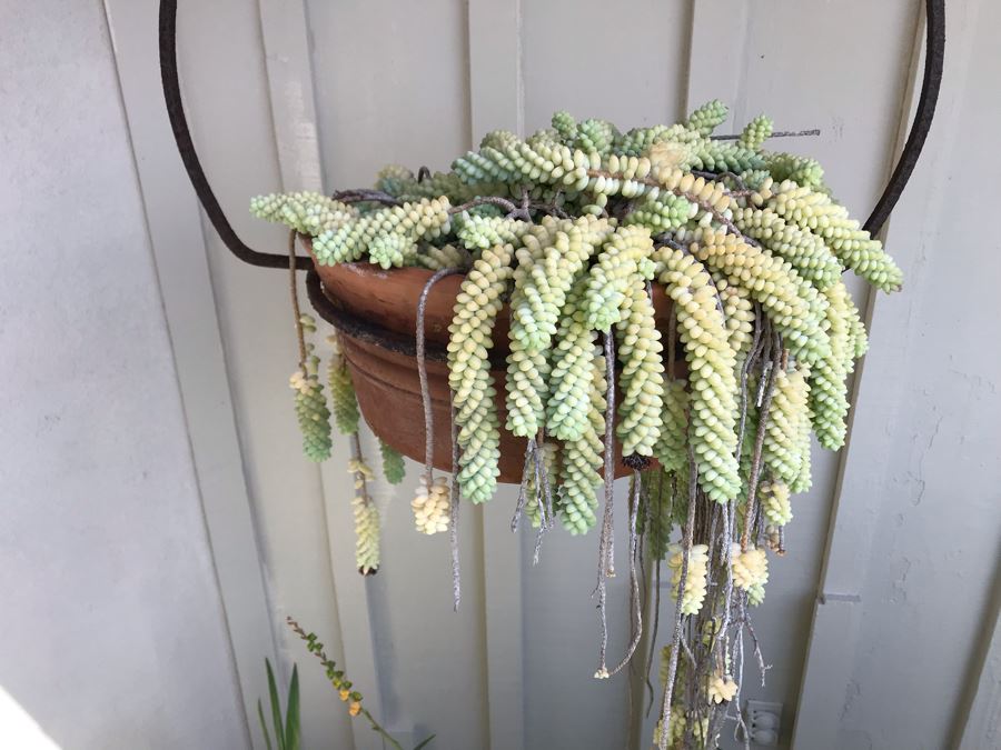 Outdoor Potted Succulent Plant With Rustic Metal Pot Holder Hanger 24W [Photo 4]