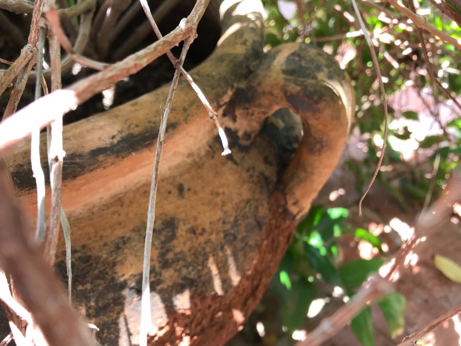 Large Outdoor Potted Plant Pot Measures 15.5H X 16W (See Photos For Better Look At Pot) [Photo 7]