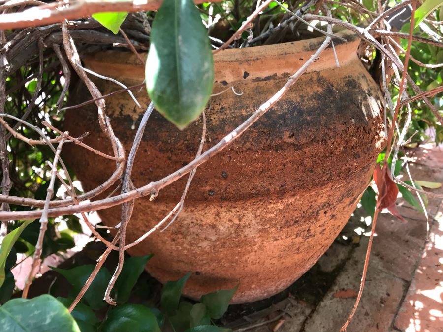 Large Outdoor Potted Plant Pot Measures 15.5H X 16W (See Photos For Better Look At Pot) [Photo 5]