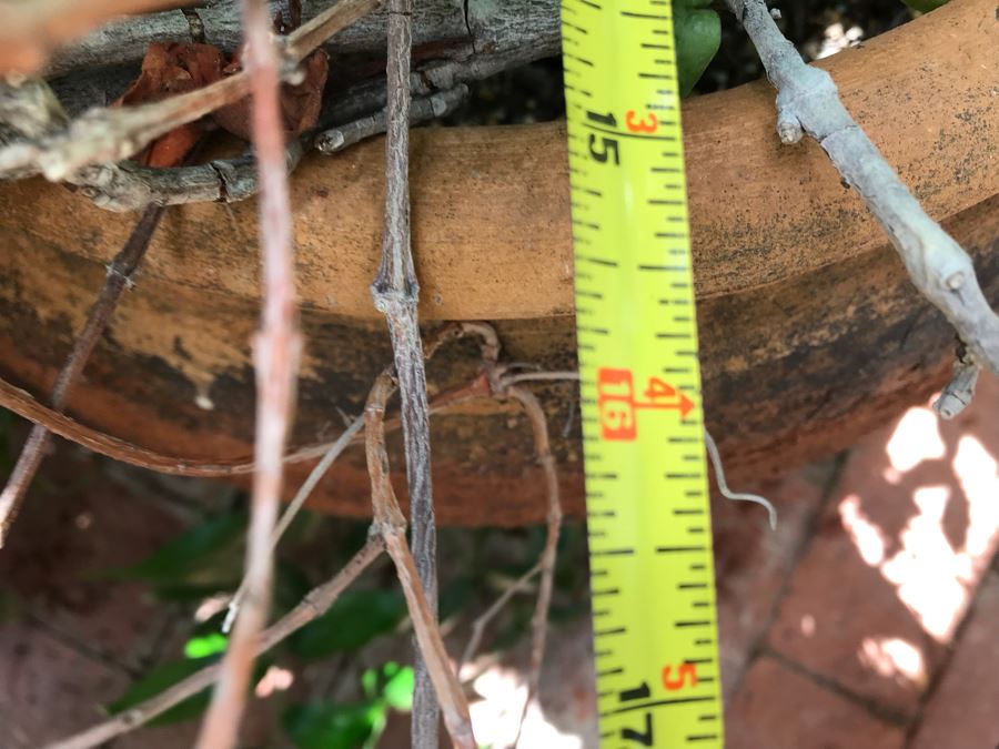 Large Outdoor Potted Plant Pot Measures 15.5H X 16W (See Photos For Better Look At Pot) [Photo 9]