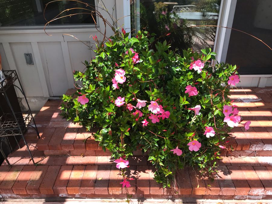 Large Outdoor Potted Plant Pot Measures 15.5H X 16W (See Photos For Better Look At Pot) [Photo 2]