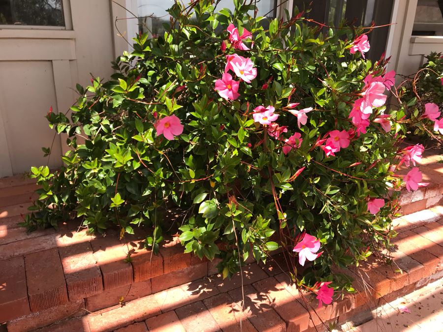 Large Outdoor Potted Plant Pot Measures 15.5H X 16W (See Photos For Better Look At Pot) [Photo 4]