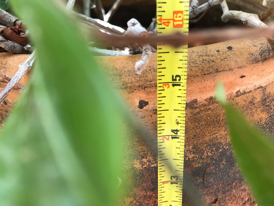 Large Outdoor Potted Plant Pot Measures 15.5H X 16W (See Photos For Better Look At Pot) [Photo 8]