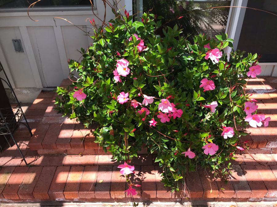 Large Outdoor Potted Plant Pot Measures 15.5H X 16W (See Photos For Better Look At Pot) [Photo 3]