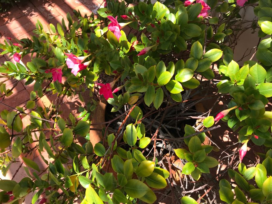 Large Outdoor Potted Plant Pot Measures 15H X 16W (See Photos For Better Look At Pot) [Photo 3]