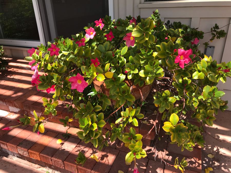 Large Outdoor Potted Plant Pot Measures 15H X 16W (See Photos For Better Look At Pot) [Photo 2]