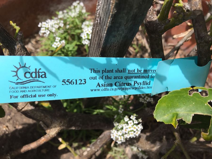 Large Lemon Tree Potted Plant - Pot Measures 24W X 22H [Photo 5]