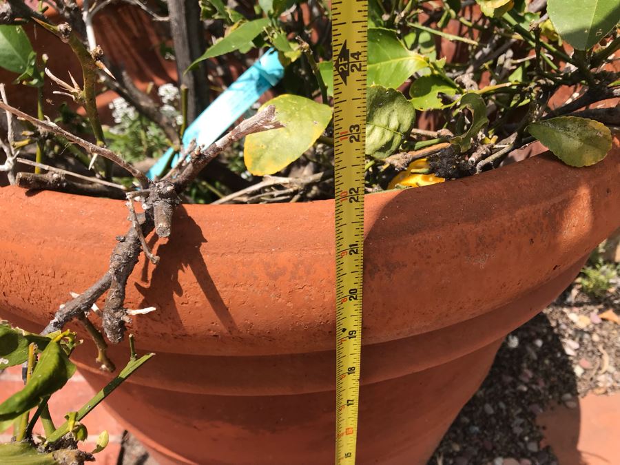 Large Lemon Tree Potted Plant - Pot Measures 24W X 22H [Photo 6]