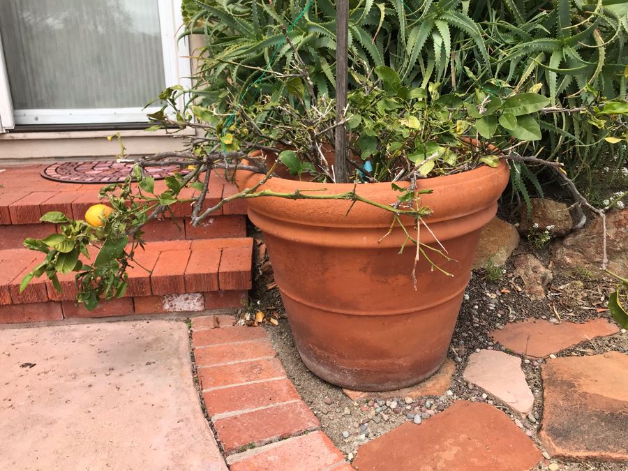 Large Lemon Tree Potted Plant - Pot Measures 24W X 22H [Photo 3]