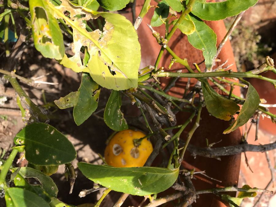 Large Lemon Tree Potted Plant - Pot Measures 24W X 22H [Photo 4]