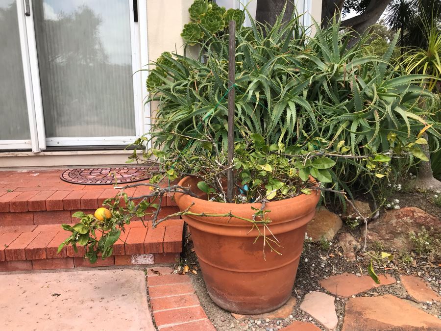 Large Lemon Tree Potted Plant - Pot Measures 24W X 22H