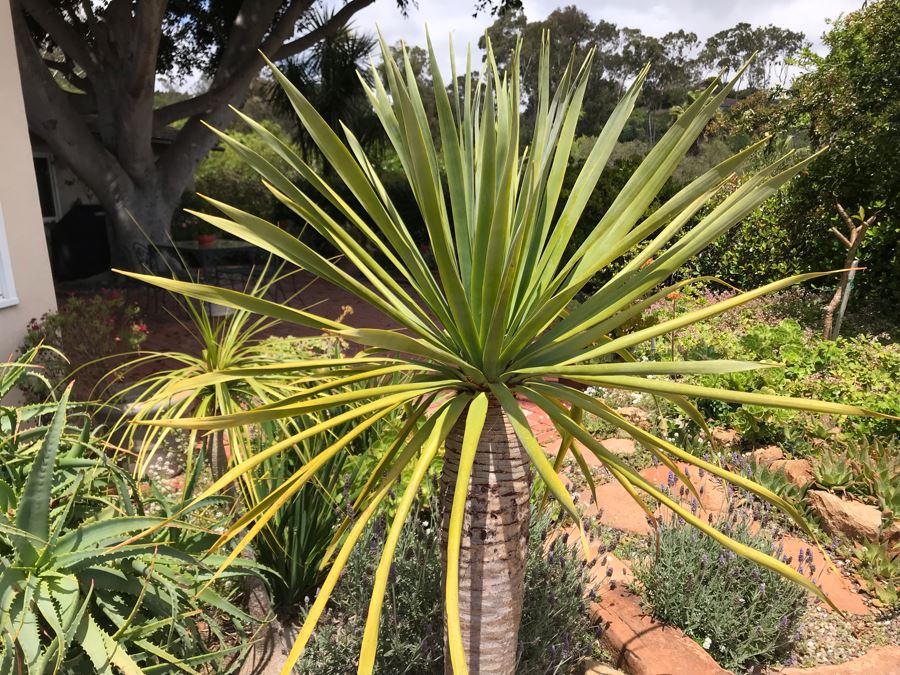 Large Potted Palm Plant - Pot Measures 24W X 22H [Photo 3]