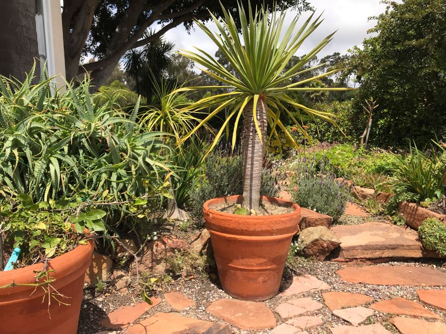 Large Potted Palm Plant - Pot Measures 24W X 22H [Photo 2]