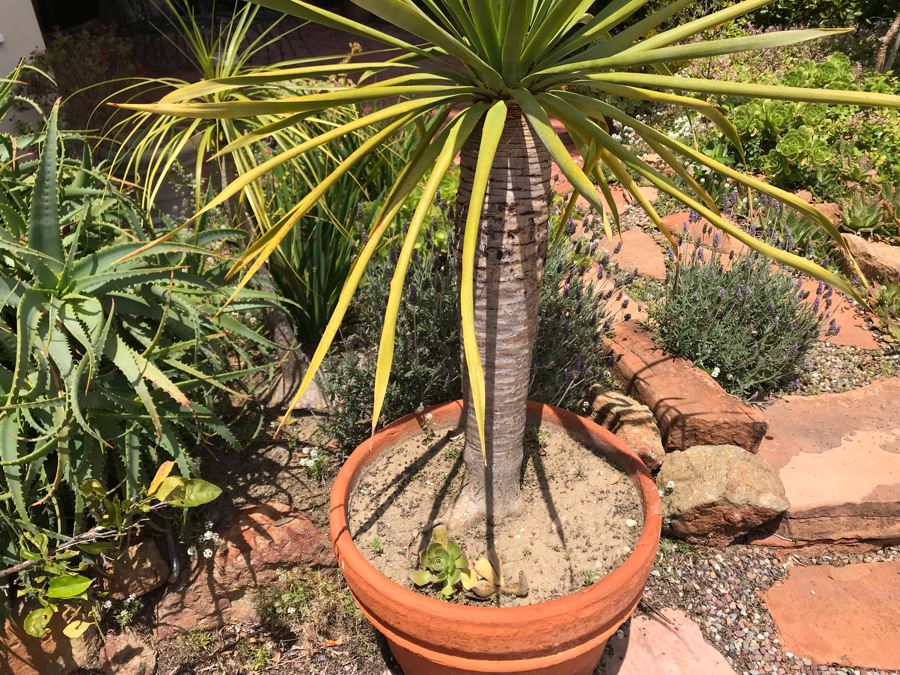 Large Potted Palm Plant - Pot Measures 24W X 22H [Photo 4]