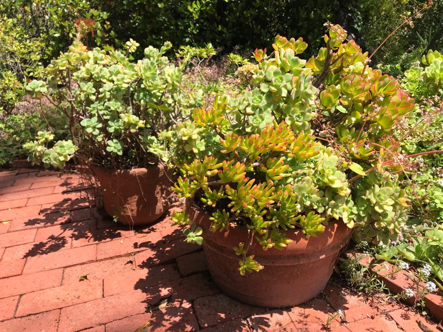 Pair Of Potted Succulent Plants 24H [Photo 3]