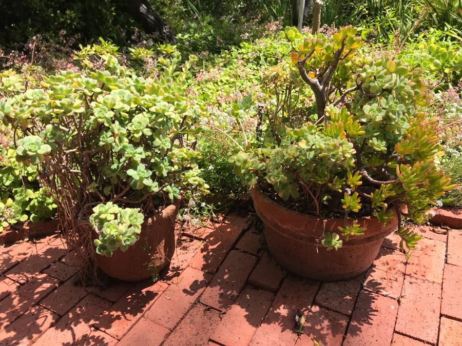 Pair Of Potted Succulent Plants 24H [Photo 2]