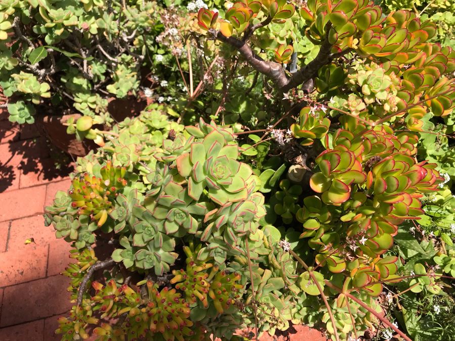 Pair Of Potted Succulent Plants 24H [Photo 5]