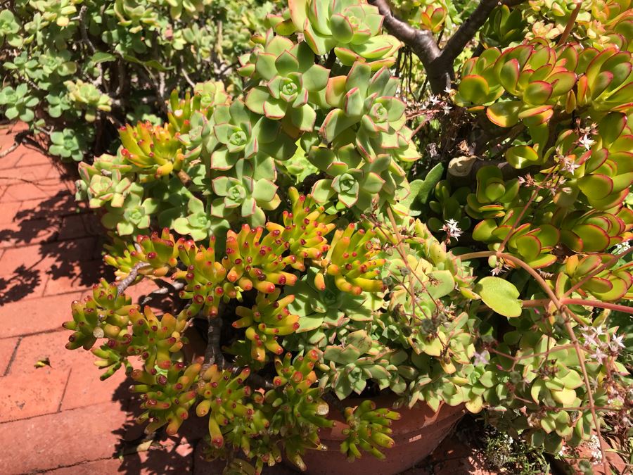 Pair Of Potted Succulent Plants 24H [Photo 4]