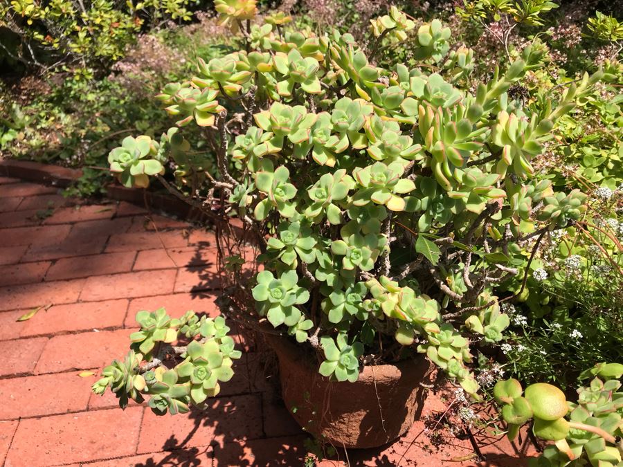 Pair Of Potted Succulent Plants 24H [Photo 6]