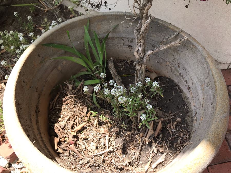 Large Potted Plant - Pot Measures 18W X 17H [Photo 4]