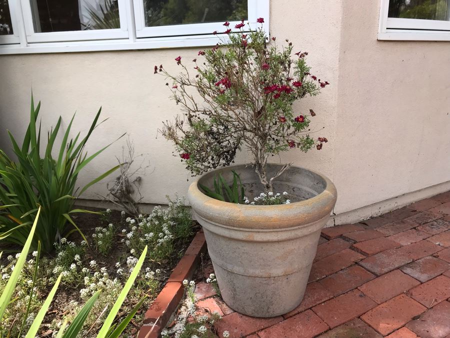 Large Potted Plant - Pot Measures 18W X 17H [Photo 2]