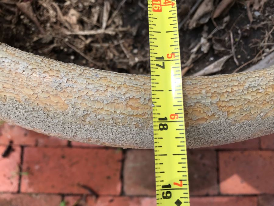 Large Potted Plant - Pot Measures 18W X 17H [Photo 6]