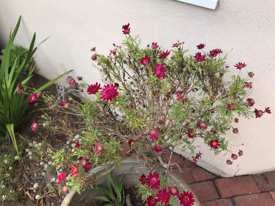 Large Potted Plant - Pot Measures 18W X 17H [Photo 5]