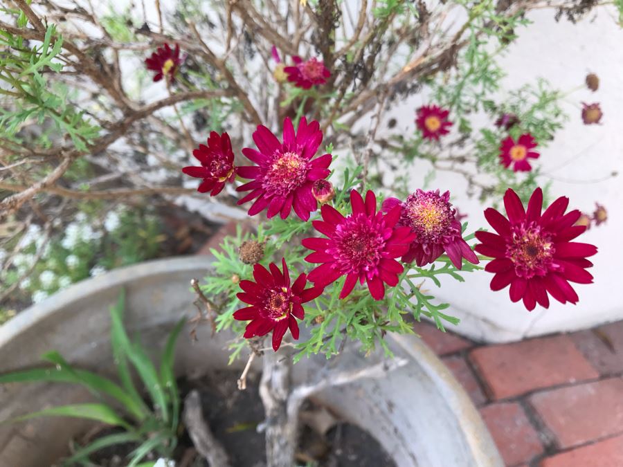 Large Potted Plant - Pot Measures 18W X 17H [Photo 3]