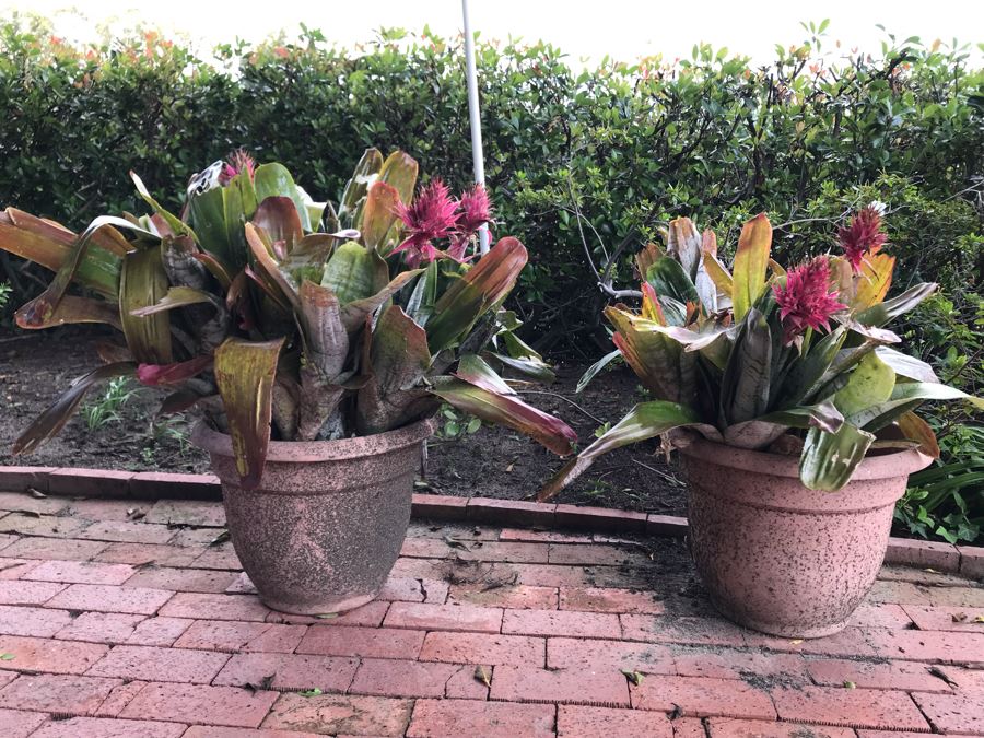 Pair Of Outdoor Potted Plants 32H And 29H [Photo 2]