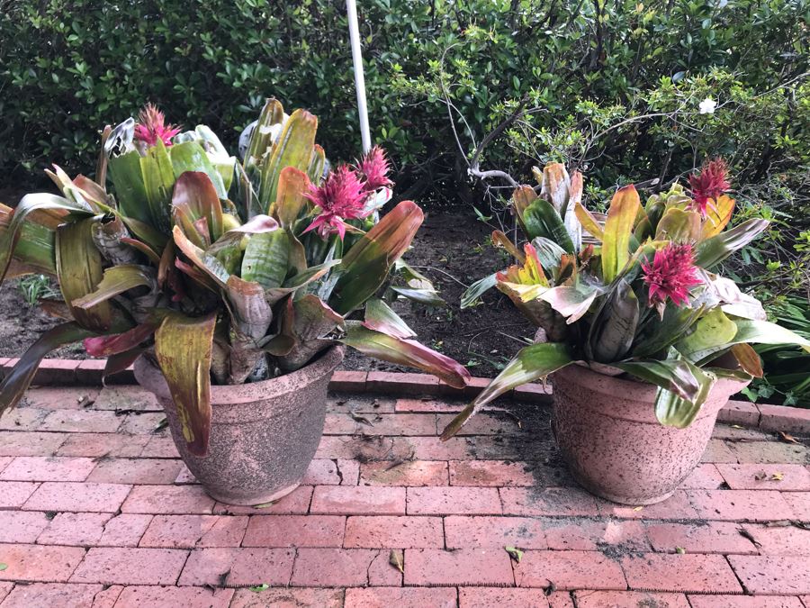 Pair Of Outdoor Potted Plants 32H And 29H [Photo 3]